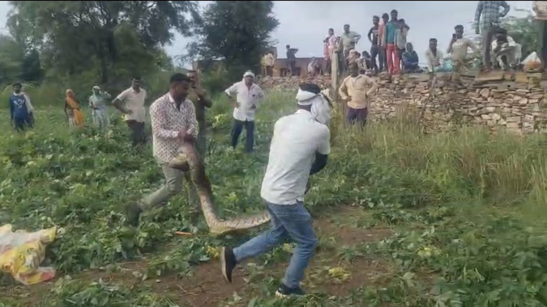 घास काटते किसान का पैर पड़ा तो मचा हड़कंप, रेस्क्यू कर जंगल में छोड़ा