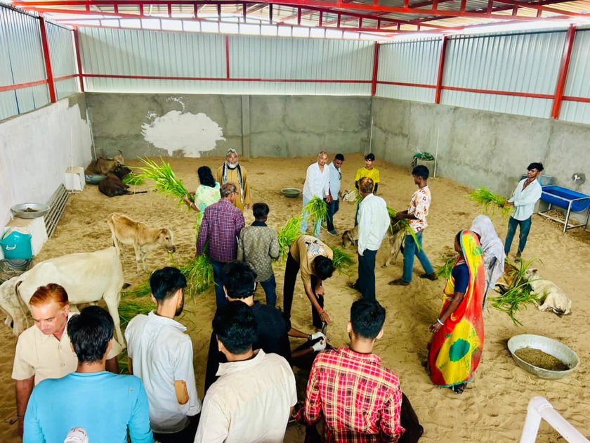 कांग्रेस कार्यकर्ताओं ने गौशाला में बीमार गायों को डाला हरा चारा
