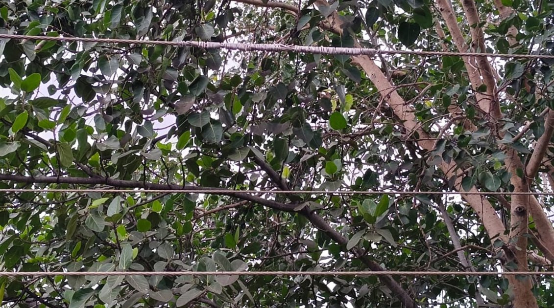 CNX डिजिटल की खबर का असर
