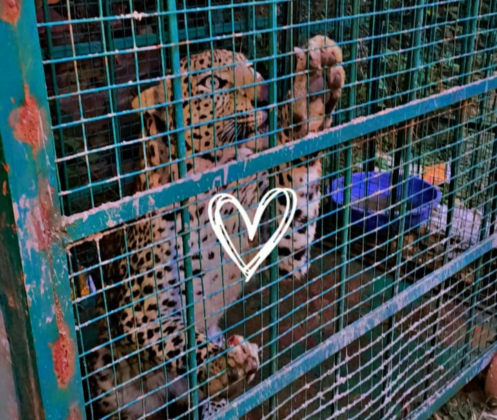 कुत्ते का शिकार करने आया पैंथर पिंजरे में कैद, मेनाल ईको पार्क ले गए