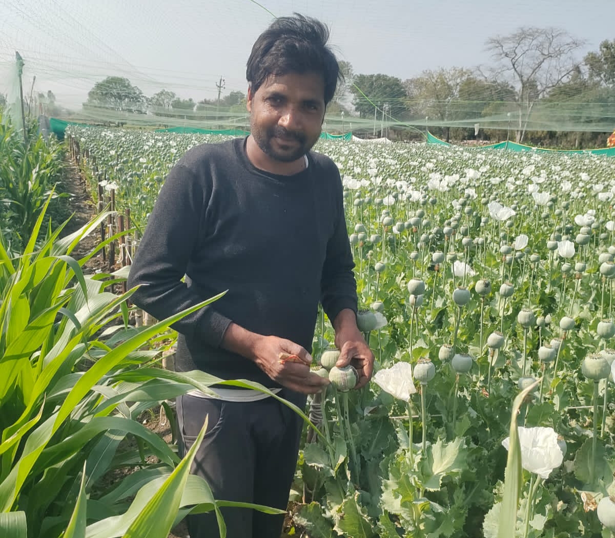 डोडो में चीरा लगाता एक किसान