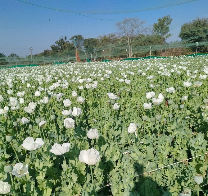  पूजा-अर्चना के साथ शुरू हुई चिराई