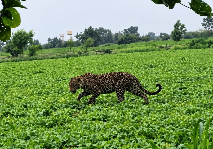 नाड़ी के पास पानी पीते नजर आया पैंथर, युवक यूरिया छोड़कर भागा,  तीन दिन से आबादी क्षेत्र में मूवमेंट