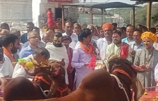 जोगणिया माताजी में अन्नकूट महोत्सव पर गायों और बेलों की पूजा की