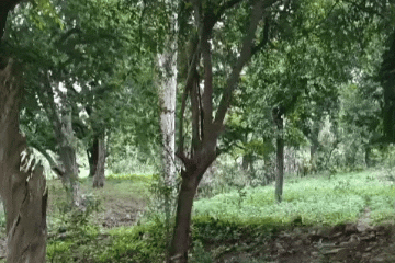 बिजौलिया से 7 किमी दूर, सालभर बहती कुई और विशाल अर्जुन के पेड़ बने आकर्षण का केंद्र