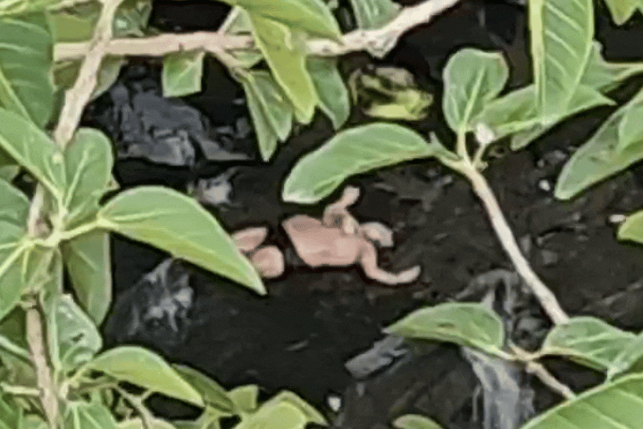 150 फीट गहरी खाई से निकाला गया शव